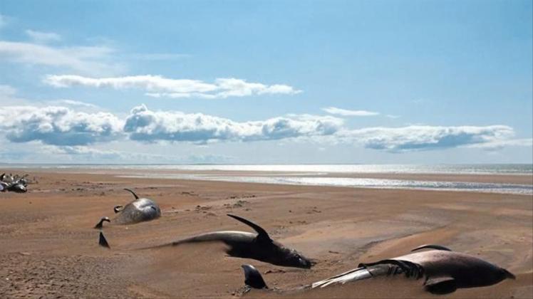 Rund 50 tote Grindwale liegen an einem abgelegenen Strand. Die Säugetiere wurden von Touristen auf der Halbinsel Snæfellsnes nördlich von Reykjavik entdeckt. 