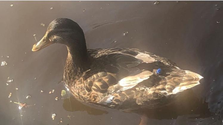 Gleich zwei verletzte Enten hat die Polizei in Moormerland entdeckt. Hervorgerufen wurden die Verletzungen durch einen Pfeil (auf diesem Bild zu sehen) und einer dünnen Metallspitze. Foto: Polizei Leer/Emden