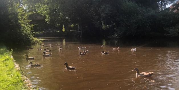Die verletzten Enten schwammen im Oldersumer Sieltief in Höhe einer Parkanlage an der Friedhofstraße in der Gemeinde Moormerland. Foto: Polizei Leer/Emden