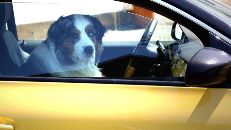 Dem Hund war bei 28,5 Grad Außentemperatur in einem Auto eingesperrt. Symbolfoto: imago images/Rene Traut