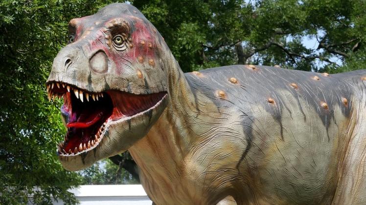 Ob der Autofahrer so eine Staute gesehen hat? Dieser Tyrannosaurus Rex in Lebensgröße ist eine von  insgesamt 33 Saurier-Nachbildungen in Bochum. Foto: Roland Weihrauch/dpa