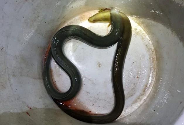 Was tun mit diesen in der Ochtum gefangenen Aalen? Das Ministerium empfiehlt, sie nicht zu essen. Foto: Stephan Schiller