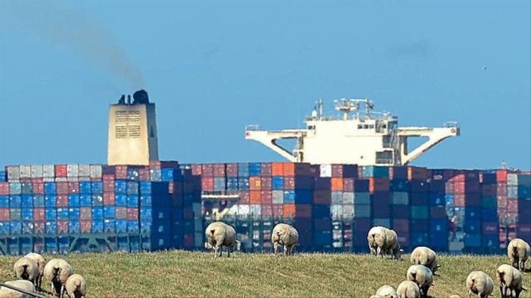 Schafe grasen auf dem Elbdeich, während ein großes Containerschiff auf der Elbe vorbeizieht. 