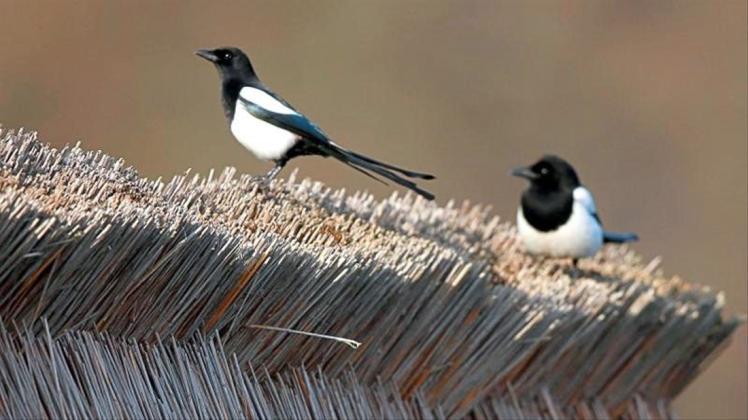 Wissenschaftler haben die Anpassung an den Klimawandel bei 17 Vogelarten untersucht. 