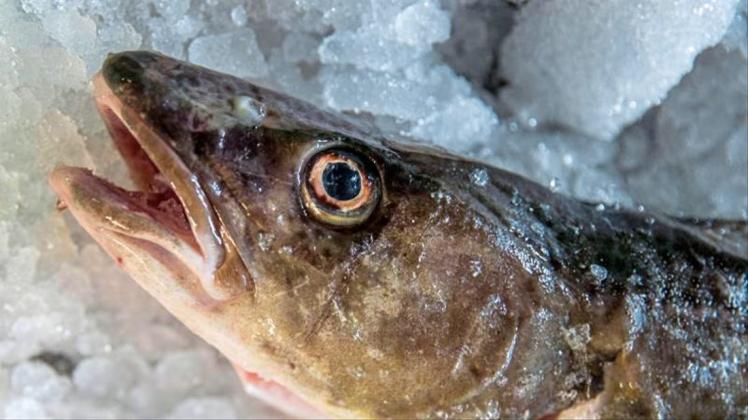 Ein frisch gefangener Dorsch liegt in der Fischereigenossenschaft Wismar auf Eis. In Teilen der Ostsee ist der Dorschfang ab sofort verboten. 