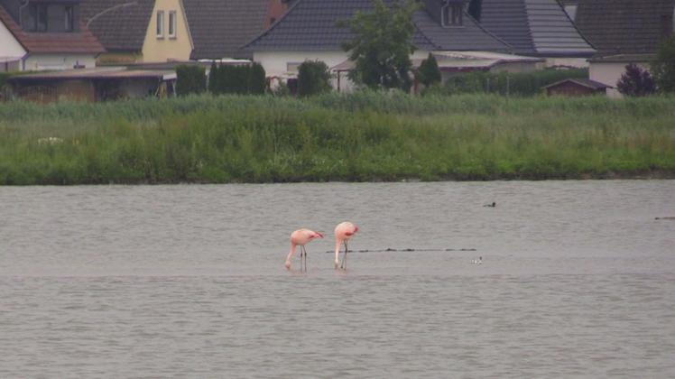 Flamingos haben sich offenbar in der Wesermarsch niedergelassen.
