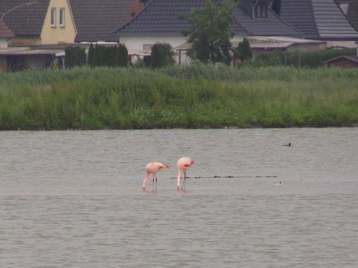 Flamingos in der Wesermarsch gesichtet | SVZ