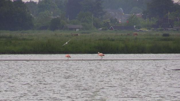 Insgesamt umfasst die Gruppe rund 15 Flamingos. 