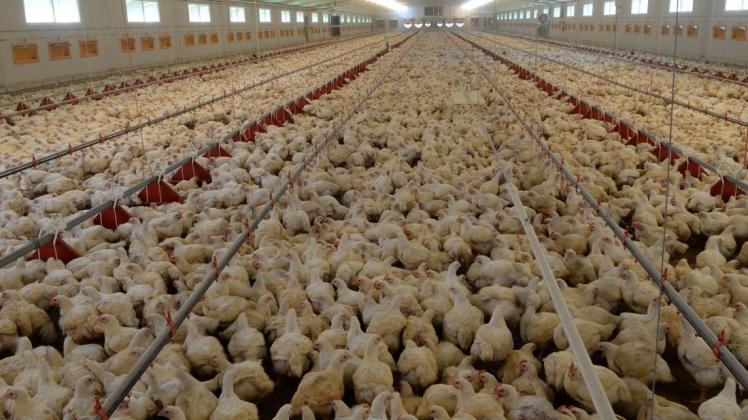 Ein Maststall für 240.000 Hähnchen soll an der Bokeler Straße in Papenburg gebaut werden. Eine Bürgerinitiative, die die Pläne verhindern möchte, steht vor einer Gründung. Symbolfoto: dpa
