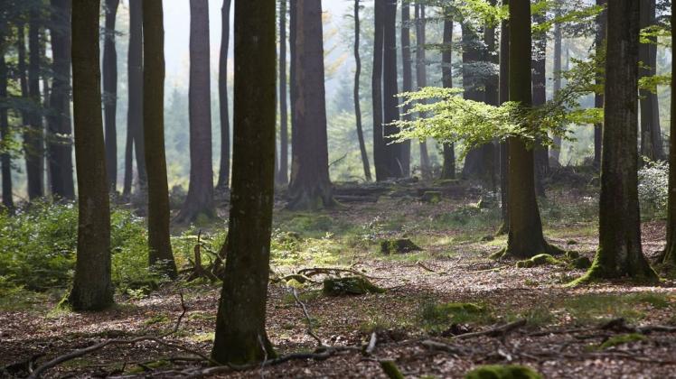 Wälder sind riesige Kohlenstoffspeicher. Sie binden CO2 aus der Atmosphäre. Für diesen Beitrag zum Klimaschutz fordern die Waldbesitzer in Deutschland nun eine Entschädigung. Foto: dpa