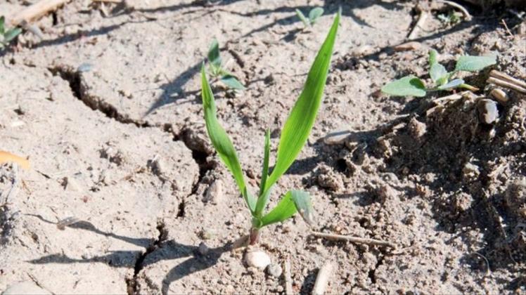 Vor allem der Dürresommer bedroht die landwirtschaftliche Produktion. 