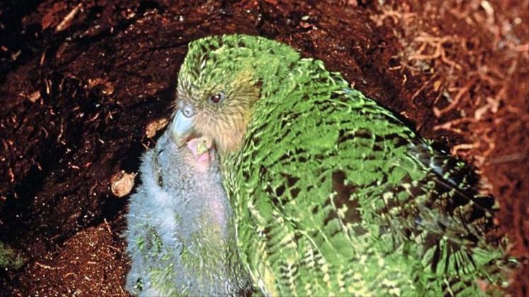 Ein Kakapo füttert seinen Nachwuchs. Nach einer vielversprechenden Brutsaison schwebt der vom Aussterben bedrohte Kakapo nun erneut in Gefahr. 