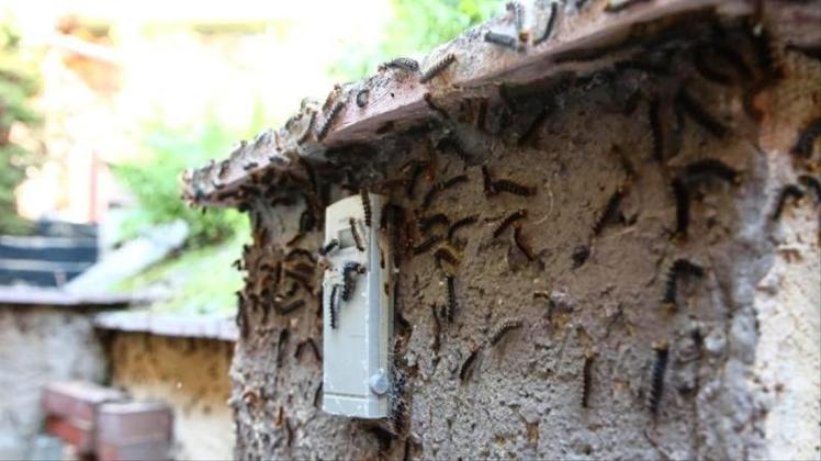 Schwammspinner-Raupen haben eine Hausfassade in gera befallen. 