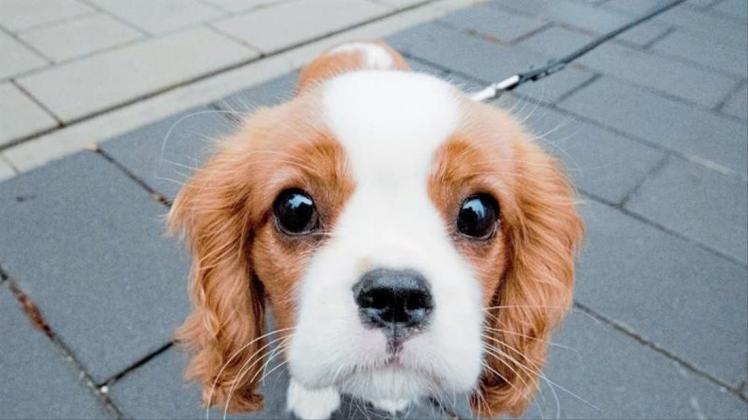 Anders als Wölfe besitzen Hunde einen Muskel, der es ihnen ermöglicht, die inneren Augenbrauen anzuheben - das Gesicht des Tieres wirkt dadurch kindlicher. 