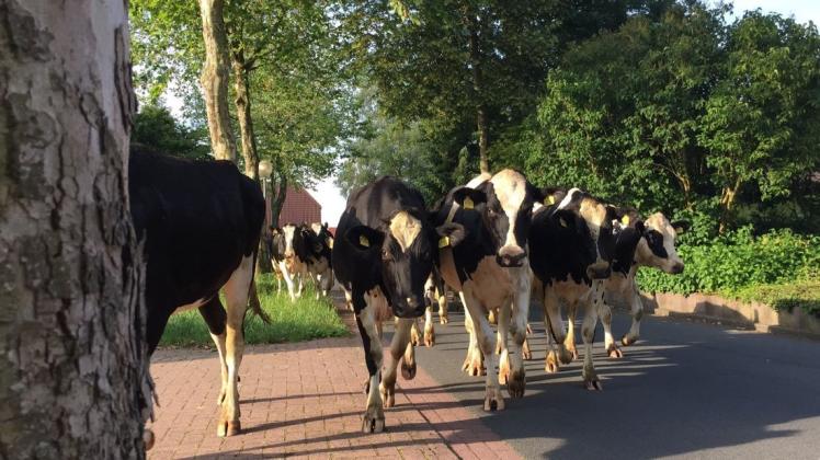 Die Rinderherde auf ihrem Weg durch die Dollartstraße in Weener. Vereinzelte Tiere flüchteten auch in andere Straßen. Foto: Kai-Uwe Hanken