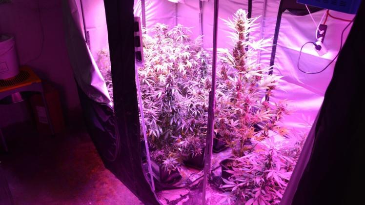 Im Rahmen einer polizeilichen Durchsuchung wurde am Dienstag im Keller eines Mehrfamilienhauses in Bohmte-Stirpe eine professionell betriebene Indoorplantage aufgefunden. Foto: Polizei
