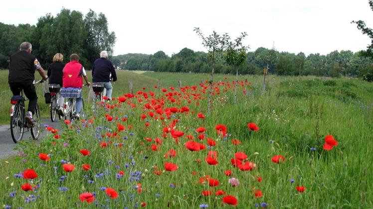 Mehr Blühstreifen sollen nach dem Willen des Zweckverbands geschaffen werden. Foto: Zweckverband Hasetal