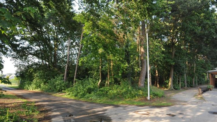 Dieses  kleine Wäldchen soll an der Straße Im Windfeld in Emsbüren für zwei Bauplätze weichen. Foto: Mike Röser