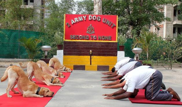 In Indien machen auch die Armeehunde Yoga. Foto: AFP PHOTO / Indian Ministry of Defence