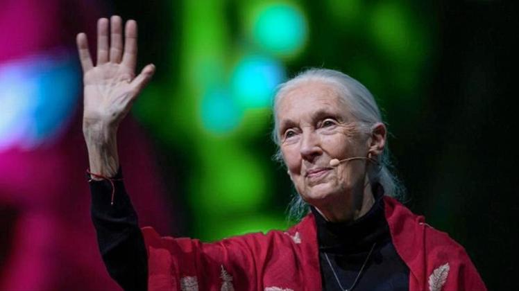 Die britische Verhaltensforscherin Jane Goodall bei ihrem Vortrag „Reasons for Hope“ in München. 