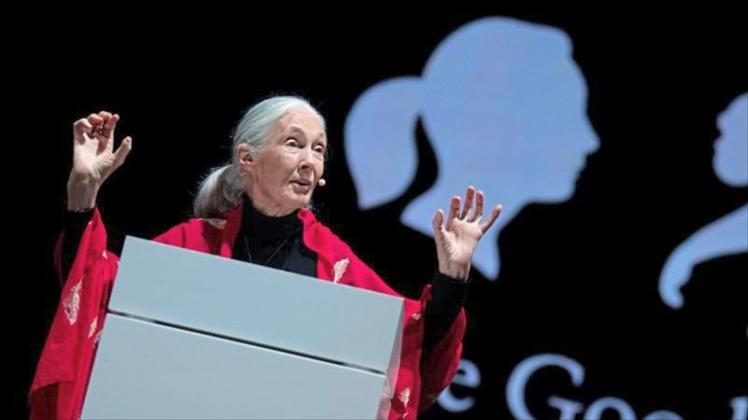 Die britische Verhaltensforscherin Jane Goodall hält in München ihren Vortrag „Reasons for Hope“. 