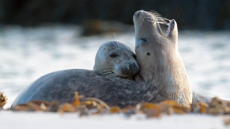 Robben können offenbar Melodien aus bekannten Filmen nachsingen. Foto: imago images/Oliver Willikonsky