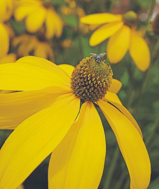Rudbeckien sorgen für sommerliches Flair im Garten, meist in Gelb. Ihre Mitte ist weich. Foto: colourbox.de Rudbeckien sorgen für sommerliches Flair im Garten, meist in Gelb. Ihre Mitte ist weich. Foto: colourbox.de