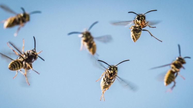 Ist es draußen heiß, sind Wespen auf der Suche nach proteinhaltiger Nahrung. Foto: dpa/Frank Rumpenhorst