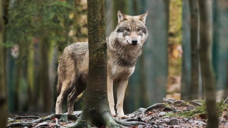 Ein Wolf im Tierpark in seinem Gehege.  Jetzt gab es eine bestätigte Wolfssichtung im Kreis Minden-Lübbecke. Archivfoto: Klaus-Dietmar Gabbert/dpa