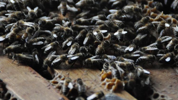 Werner Ballmann geht davon aus, dass seine Bienen im Moment gesund sind. Foto: Eva Voß