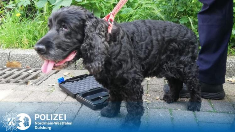 Eine Streifenwagenbesatzung hat am Dienstagnachmittag diesen Hund gerettet. Foto: Polizei Duisburg