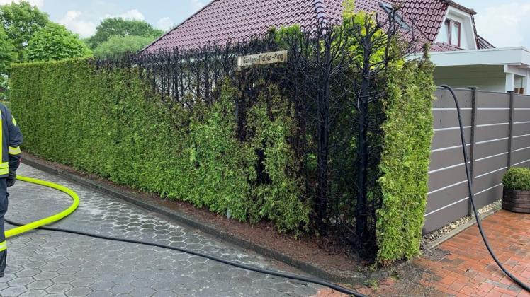 Auf einer Breite von mindestens fünf Metern wurde diese Hecke in Heisfelde in Ostfriesland zerstört. Ursache für das Feuer war ein Unkraut-Abflammgerät. Foto: Kreisfeuerwehr Leer