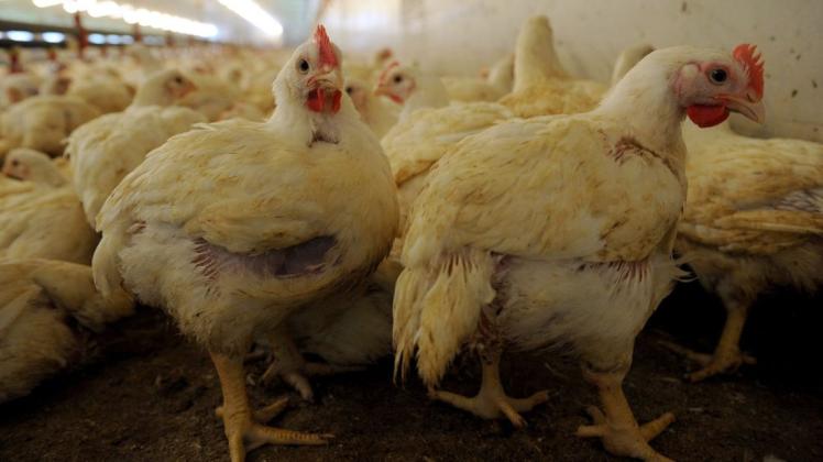 Bis zu 240.000 Hähnchen sollen in der geplanten Anlage gemästet werden können. Symbolfoto: Ingo Wagner/dpa
