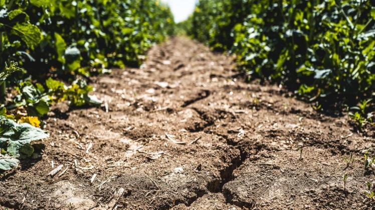 Vielerorts sind auch im Emsland die Ackerböden viel zu trocken. Foto: Jacob Schröter/imago