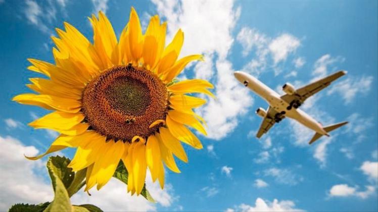 Ein Flugzeug der Lufthansa fliegt kurz vor der Landung auf dem Stuttgarter Flughafen über einige Sonnenblumen hinweg. 