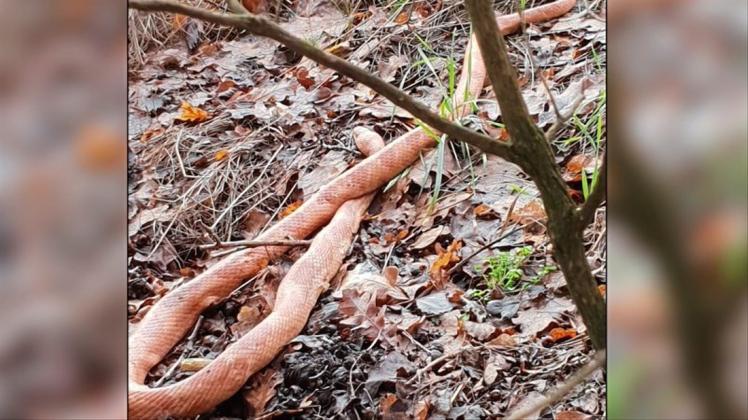 Eine Delmenhorsterin hat beim Spaziergang mit dem Hund in der Steller Heide eine tote, rund einen Meter lange Schlange gefunden. 