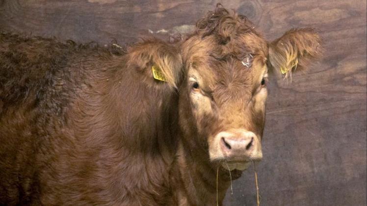 Die entlaufene Kuh "Büxi" wurde nach drei Monaten geschnappt. Foto: dpa/Klaus Spielbuchler