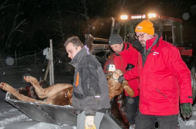Die betäubte Kuh "Büxi" wird an ihrem Fundort von Tierschützern mit einem Frontlader zu einem Anhänger transportiert. Foto: dpa/Klaus Spielbuchler