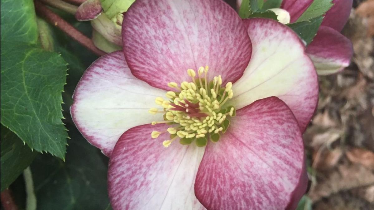 Garten im Winter Welche Pflanzen jetzt schon blühen NOZ