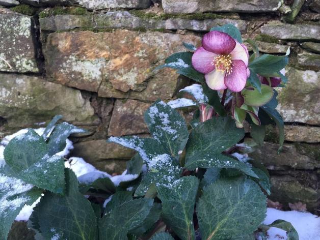 Garten im Winter Welche Pflanzen jetzt schon blühen NOZ