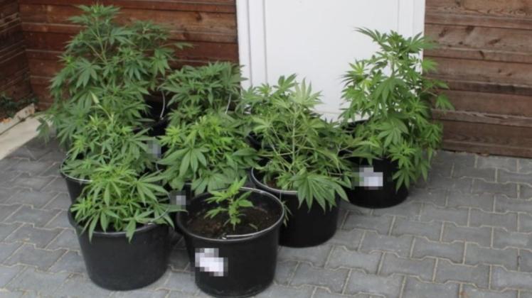 Diese Marihuanapflanzen stellte die Polizei in einer Wohnung in Vrees sicher. Foto: Polizei