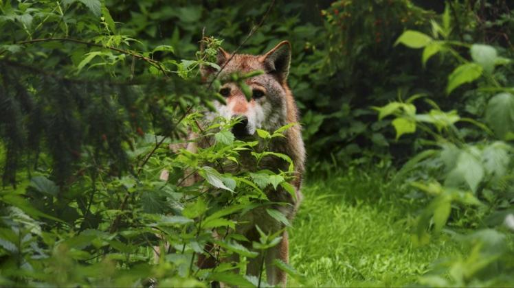 Menschen gegenüber sind Wölfe normalerweise sehr scheu. Foto: imago/blickwinkel/S. Meyers