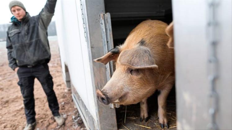 Das mobile Stallsystem für Schweine hat Peter Sachteleben zusammen mit seinem Vater entwickelt. Allein die Materialkosten belaufen sich auf rund 16.000 Euro. 