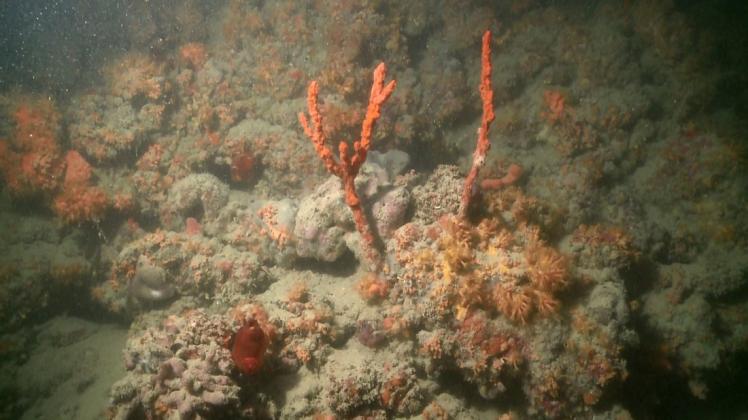 Das Videostandbild zeigt einen Teil eines Korallenriffes in der Adria vor der italienischen Stadt Monopoli. Foto: dpa/Cataldo Pierri/Universita degli Studi di Bari