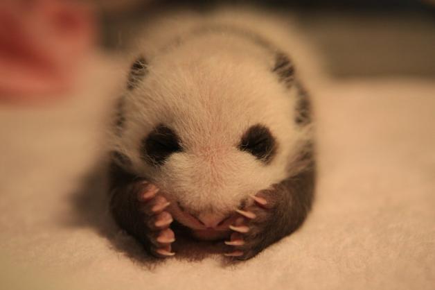 Ein Panda-Baby in der chinesischen "Forschungsstation zur Aufzucht des Großen Pandas Chengdu". Foto: dpa/Zhang Zhihe