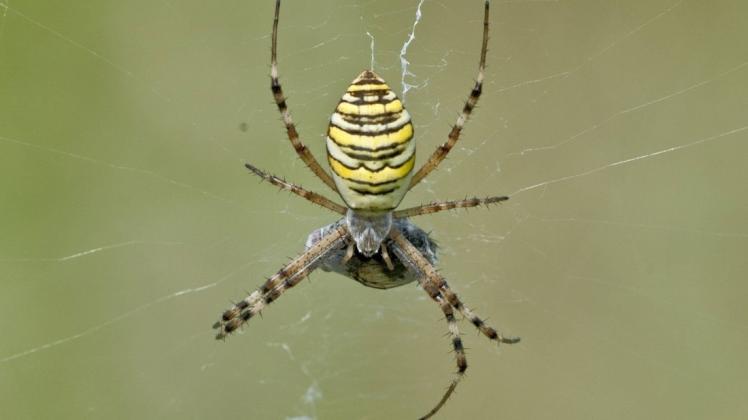 Eine Spinne nahm im Auto einer Frau Platz – mit schwerwiegenden Folgen. Foto: imago/blickwinkel