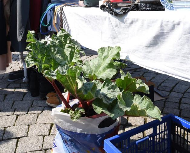 Beliebtes Produkt: Ein Händler wurde oft nach seiner Rhabarber-Pflanze gefragt. Beliebtes Produkt: Ein Händler wurde oft nach seiner Rhabarber-Pflanze gefragt.