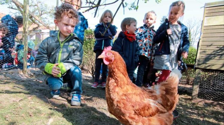 Auge in Auge mit dem Federvieh: Der direkte Kontakt mit den Hühnern war für die Kindergartenkinder ein besonderes Erlebnis. 