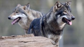 Ein bis zwei Wölfe sollen sich derzeit zwischen Stuthof und Dierhagen aufhalten.