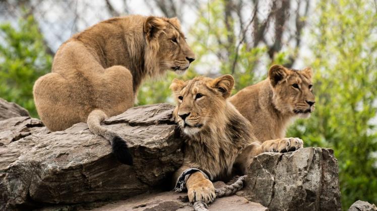 Löwen griffen am Samstagmorgen einen Tierpfleger an. Symbolfoto: dpa/Silas Stein